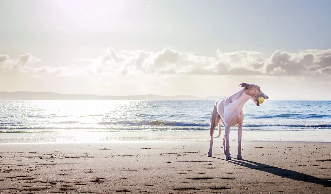 dog on the beach with a ball
