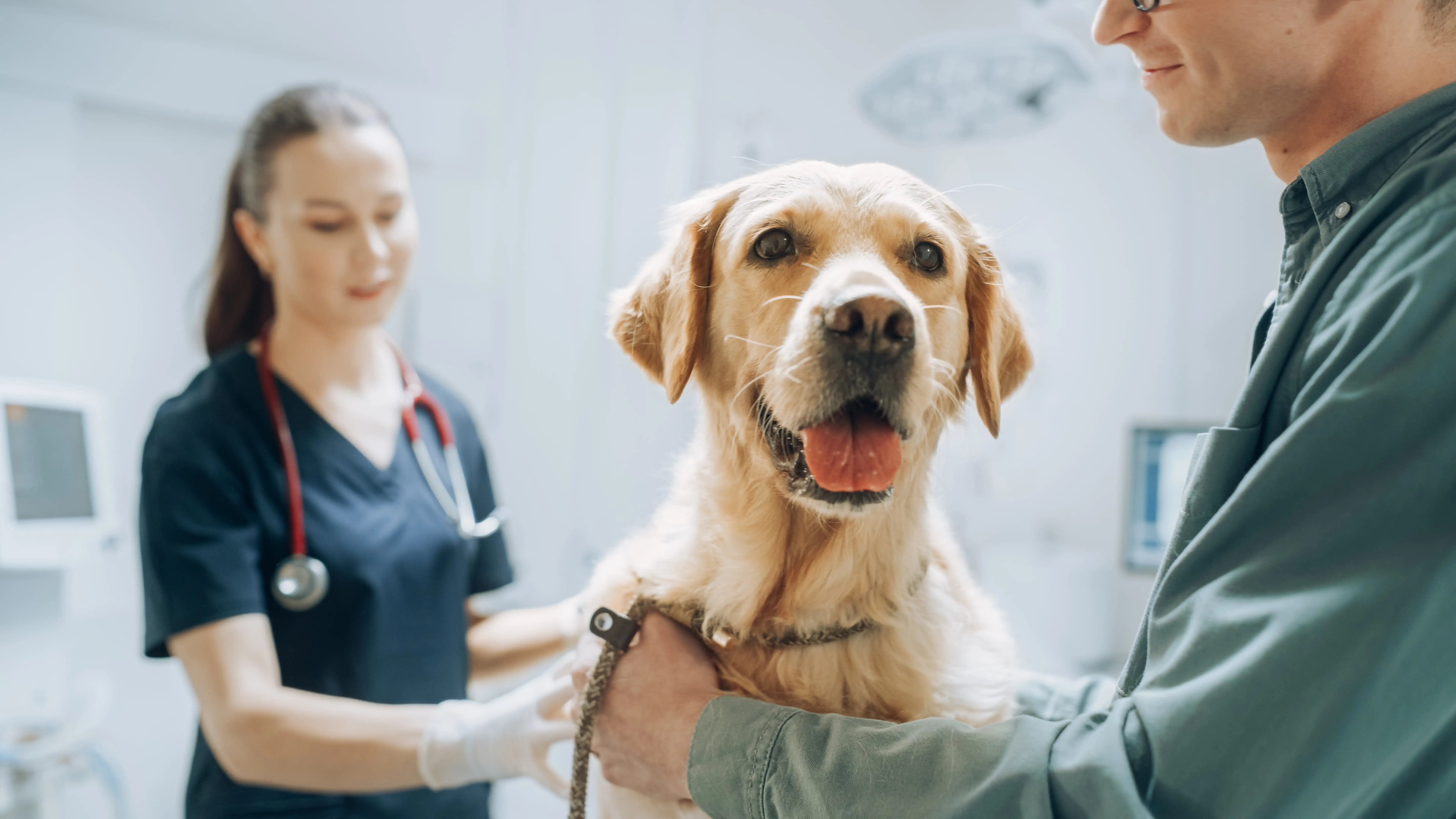 golden Labrador visiting vets 