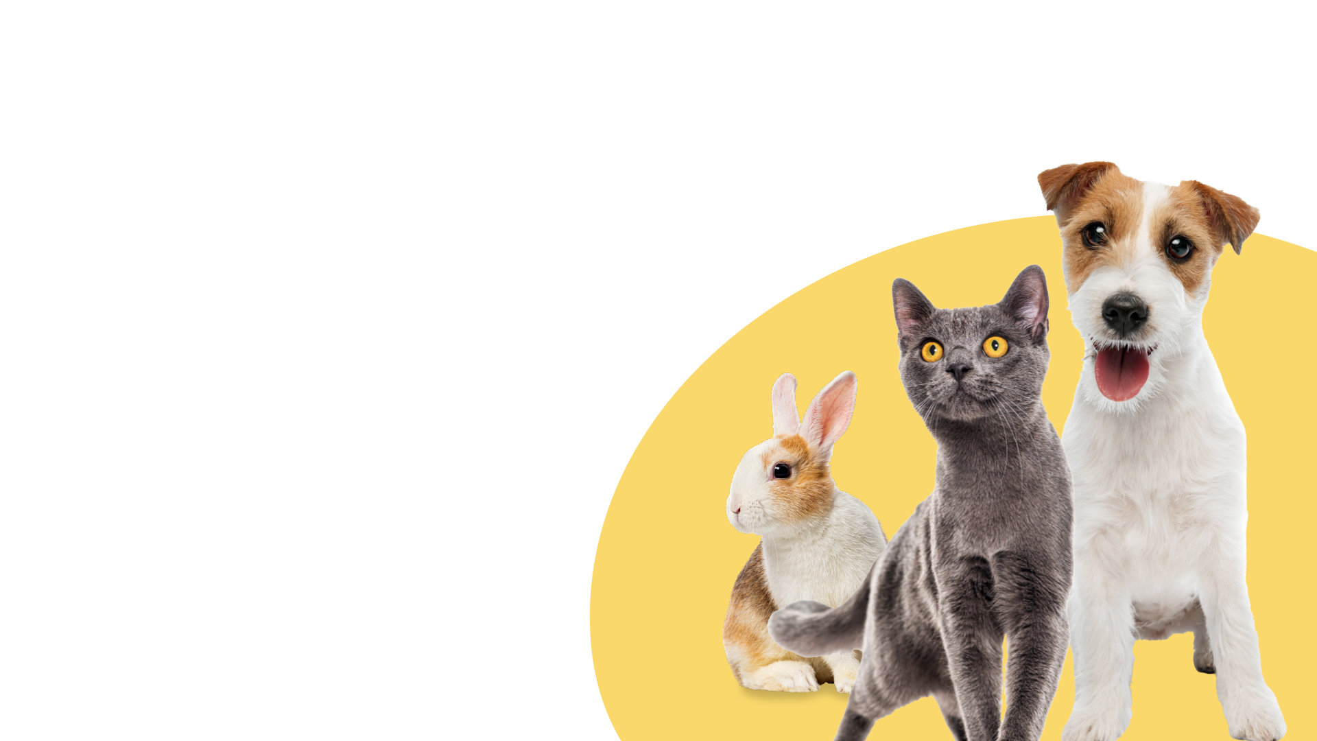 cat dog and rabbit on a yellow background