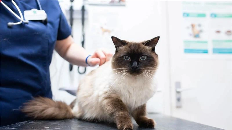 black and white cat sitting on consultation table