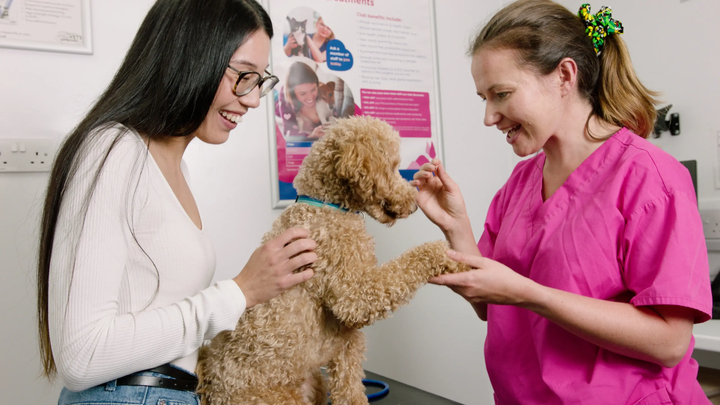 beige dog having a pet health club consulation