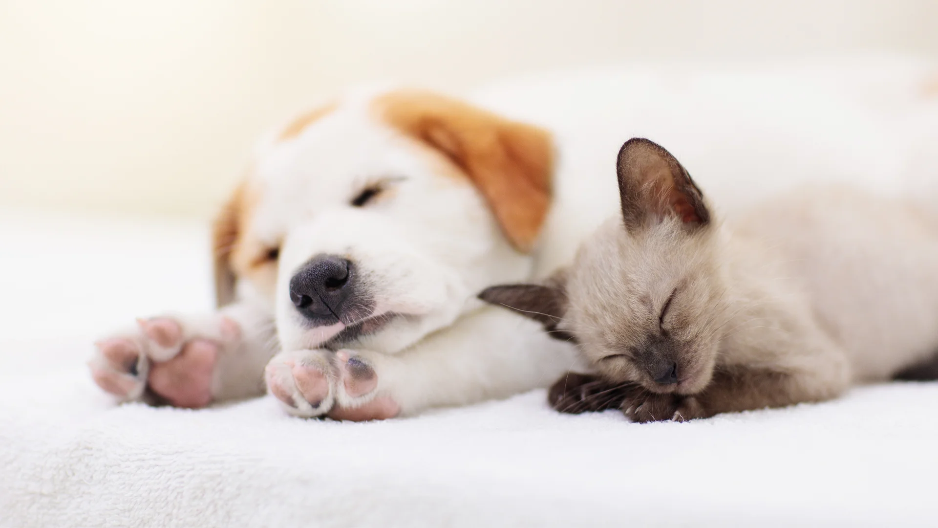 puppy and kitten sleeping