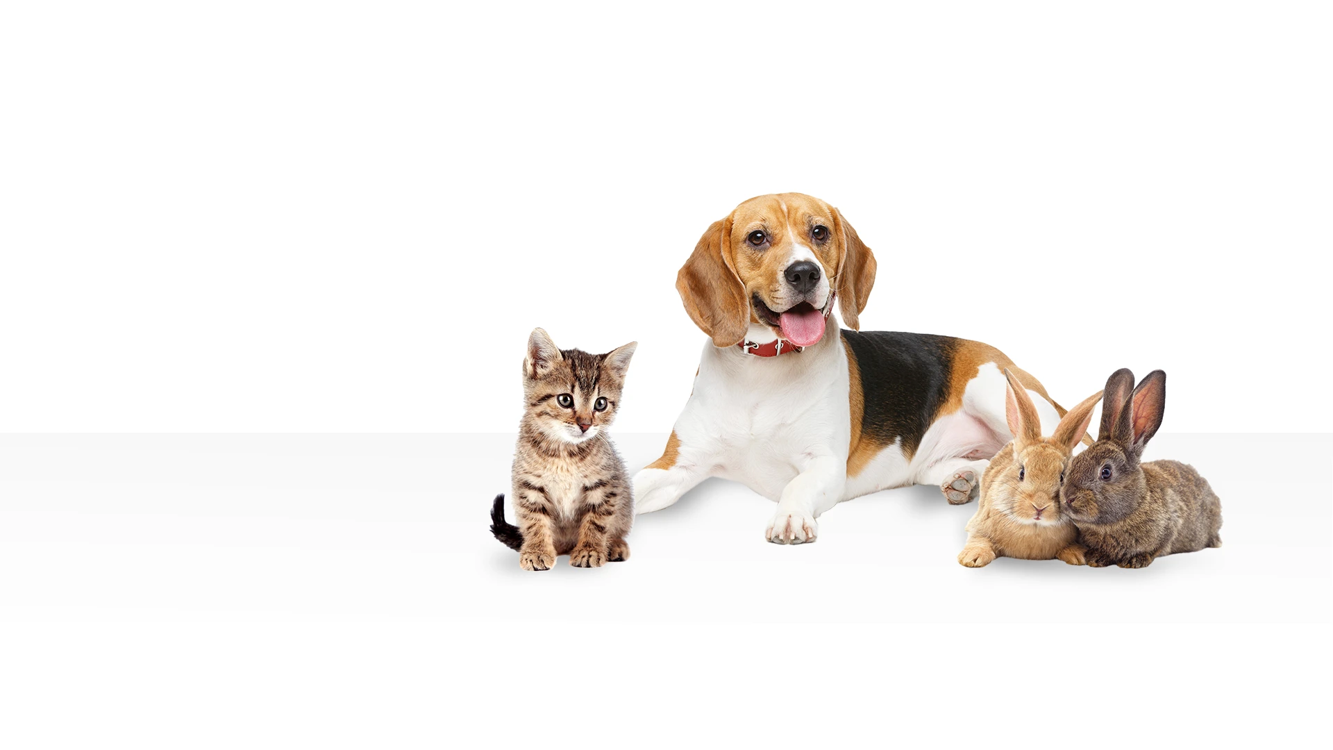 dog, kitten and rabbit