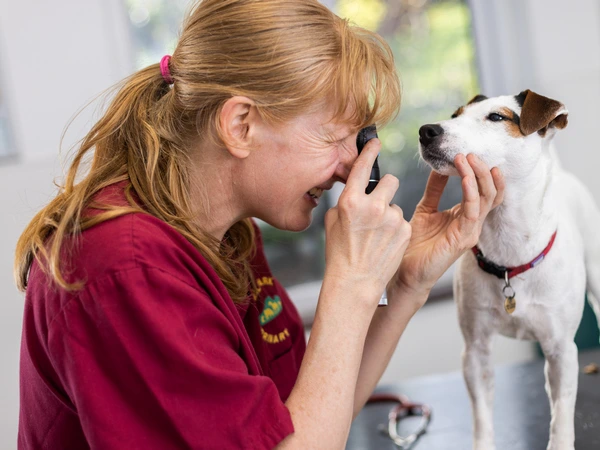 Vet examining dogs teeth