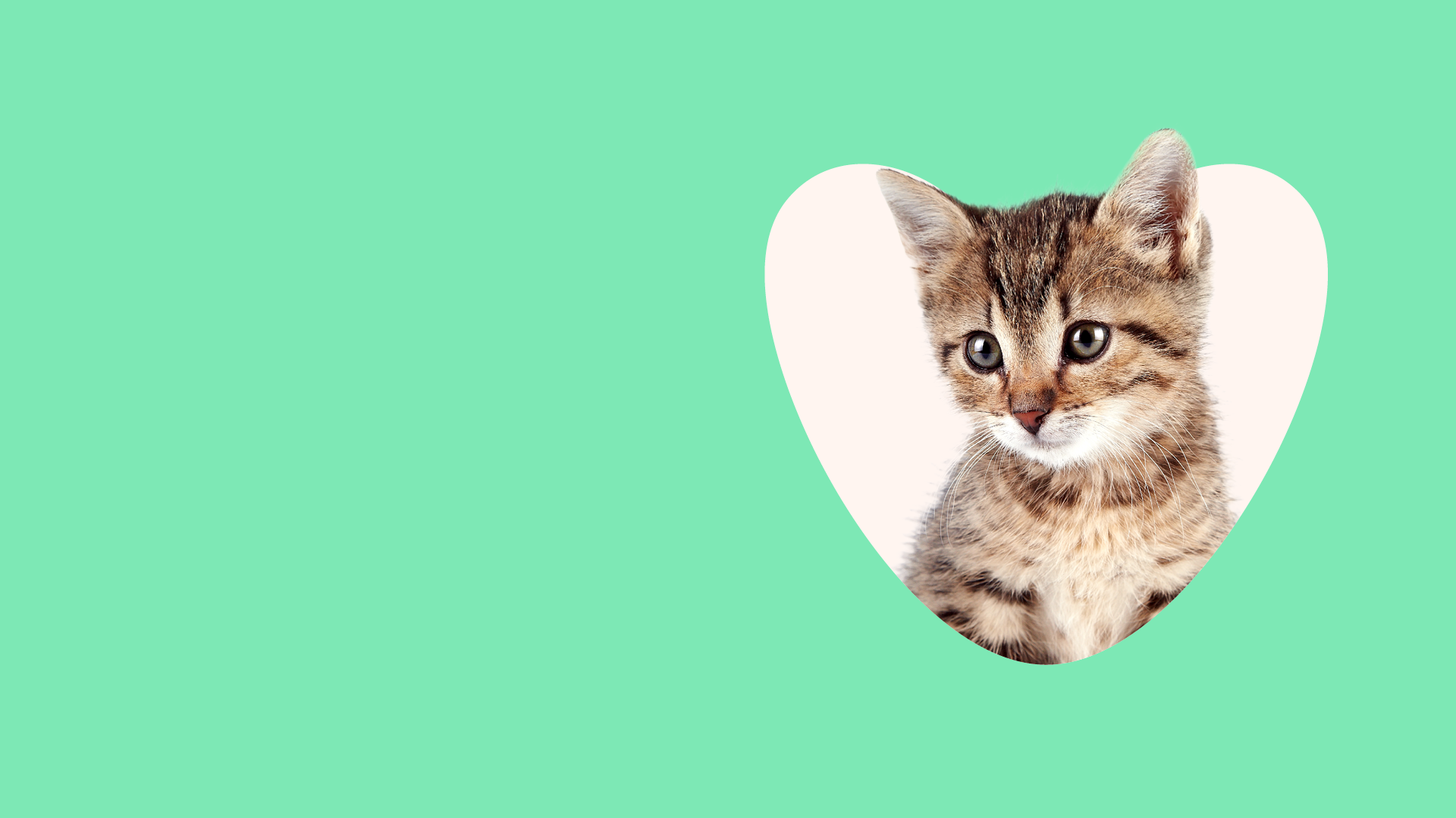 kitten in a heart