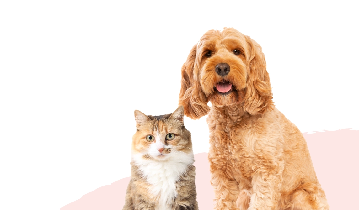 happy cat and dog
