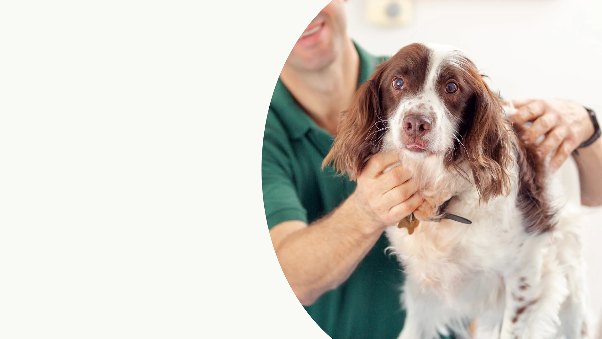 dog being checked by vet