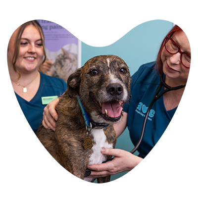 Dog check up