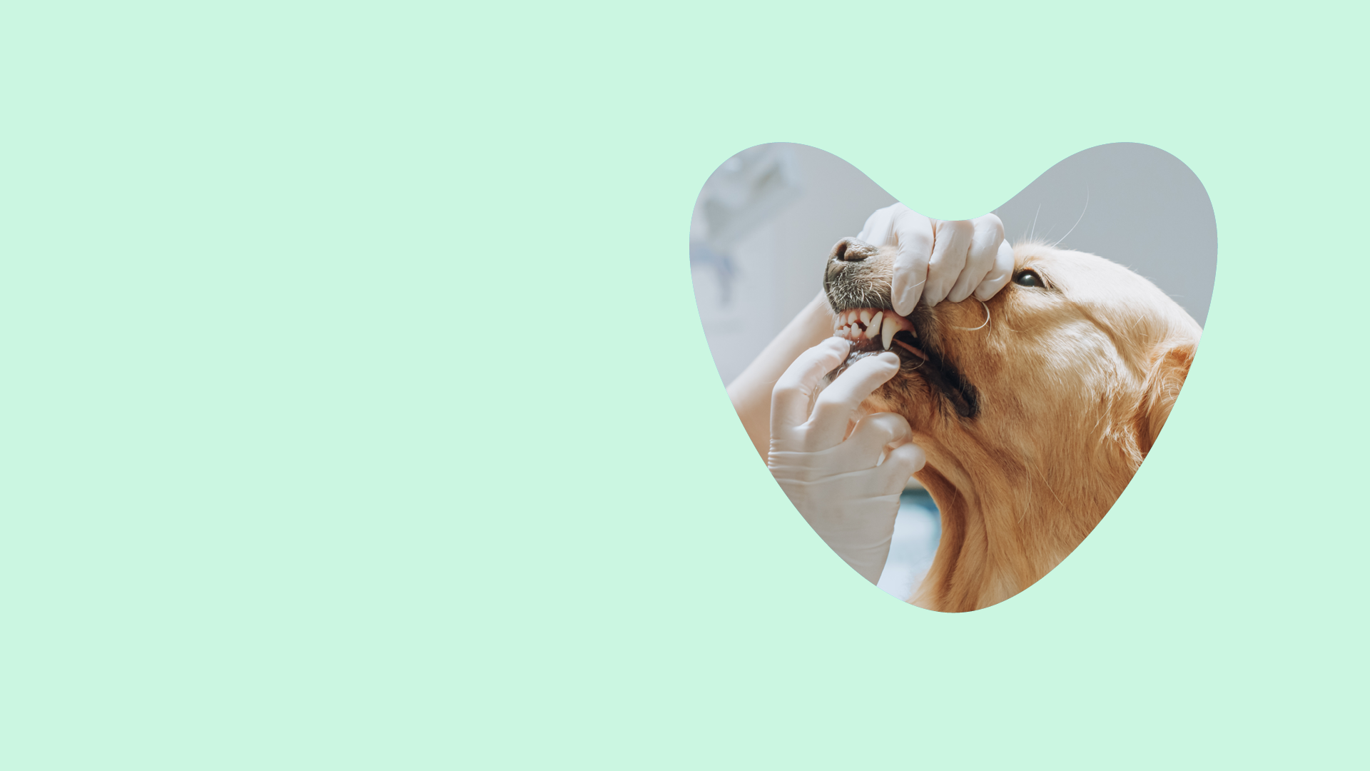 dog dental check