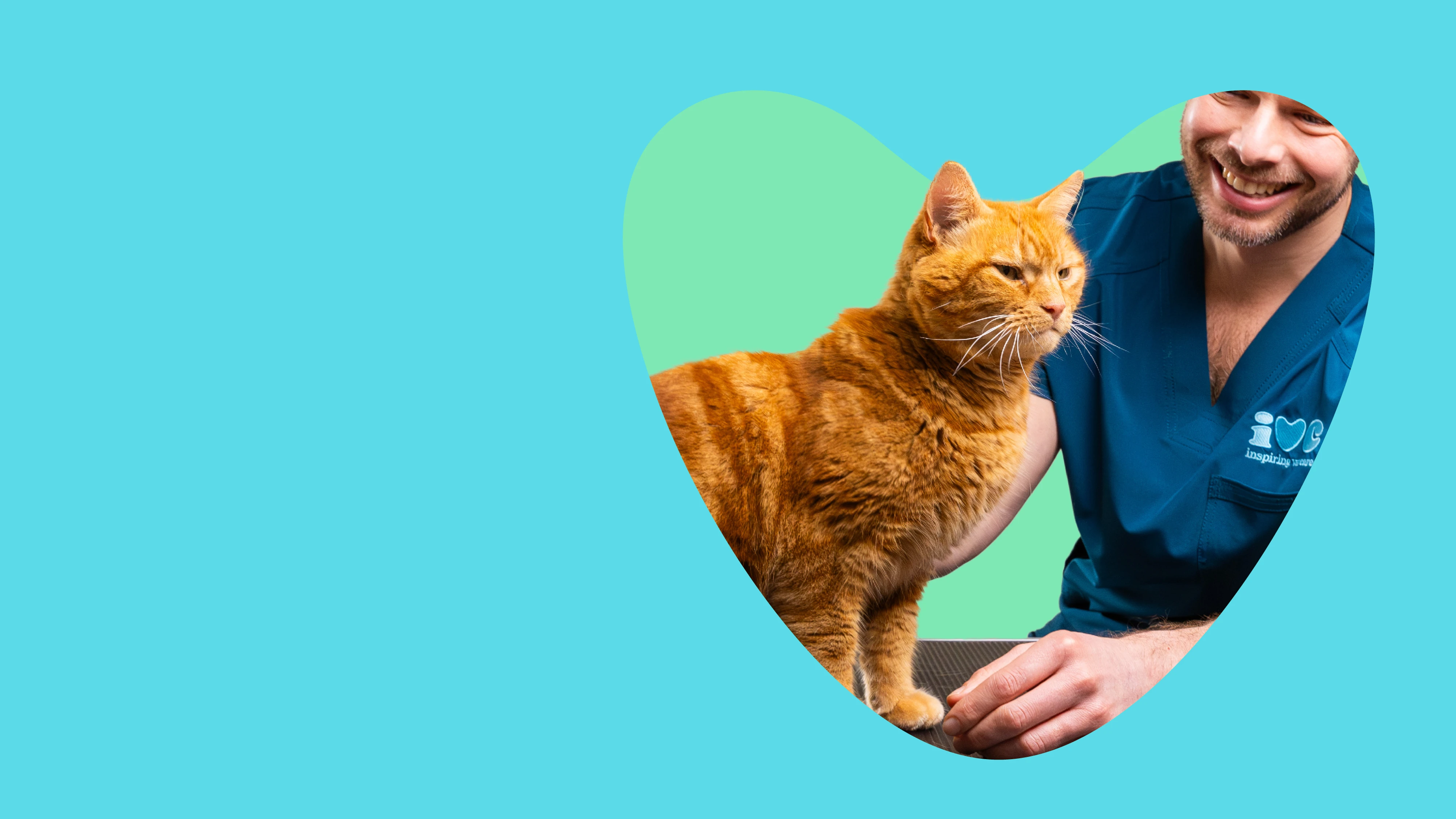 senior ginger cat at the vet