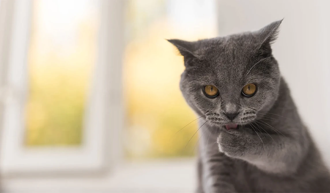 grey cat licking paw