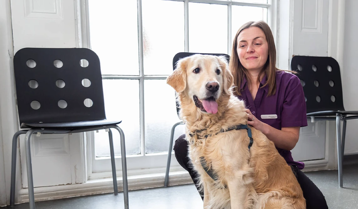 golden retriever sitting in reception