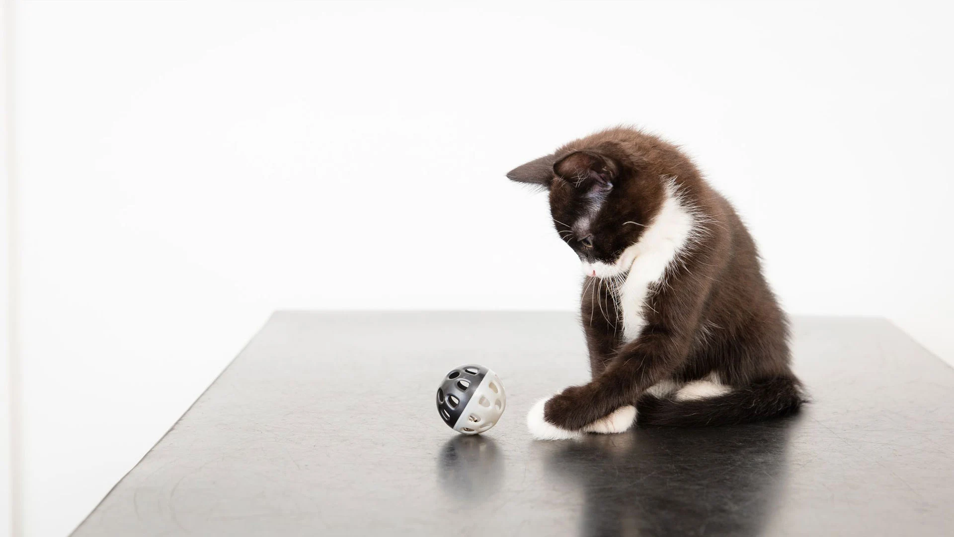 kitten playing on table