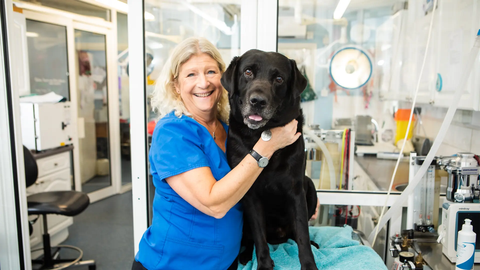black Labrador being cuddled in clinic