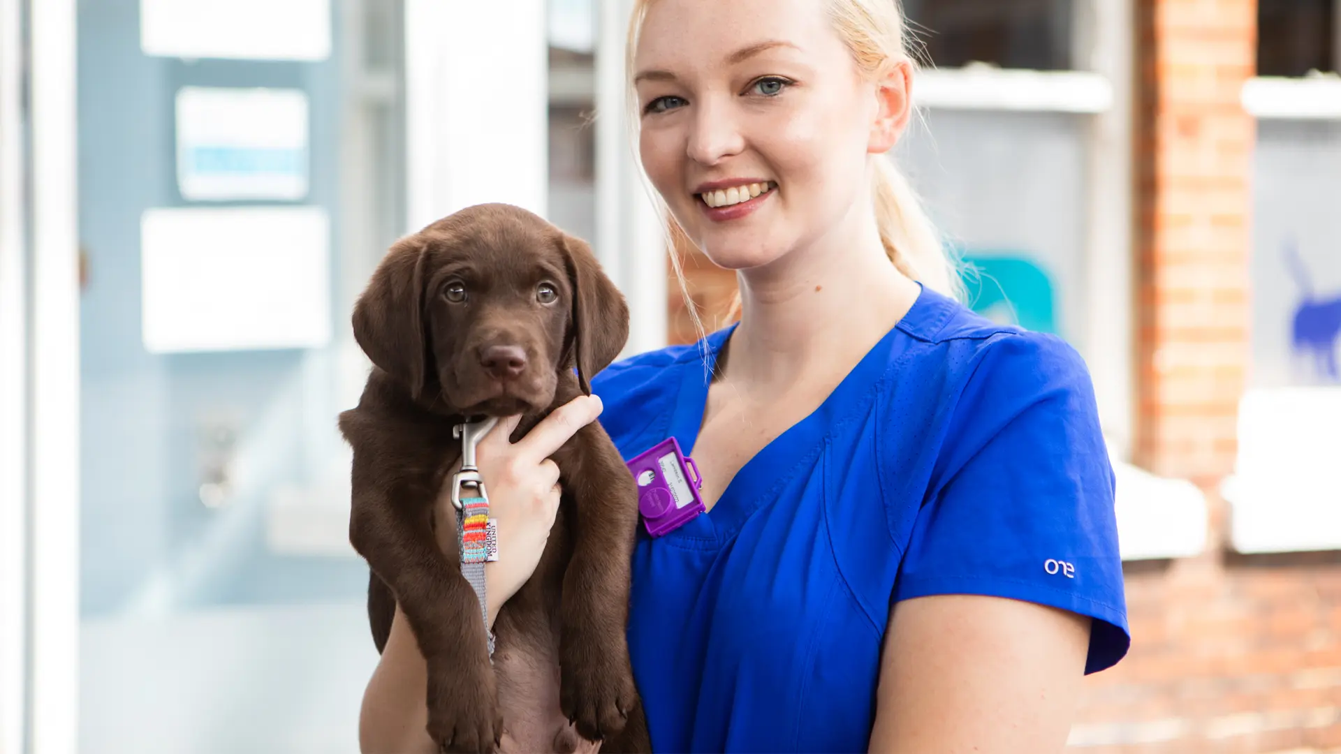 chocolate lab being held by nurse