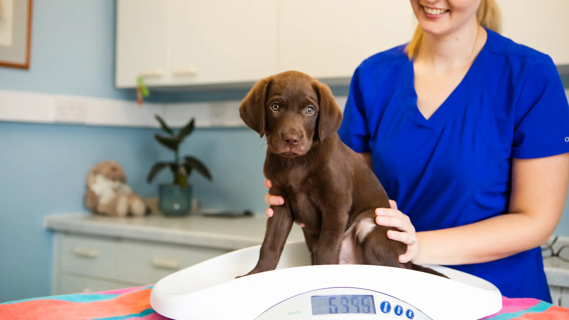 chocolate Labrador in clinic