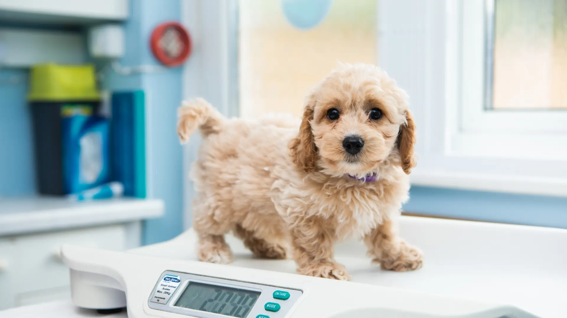 puppy being weighed