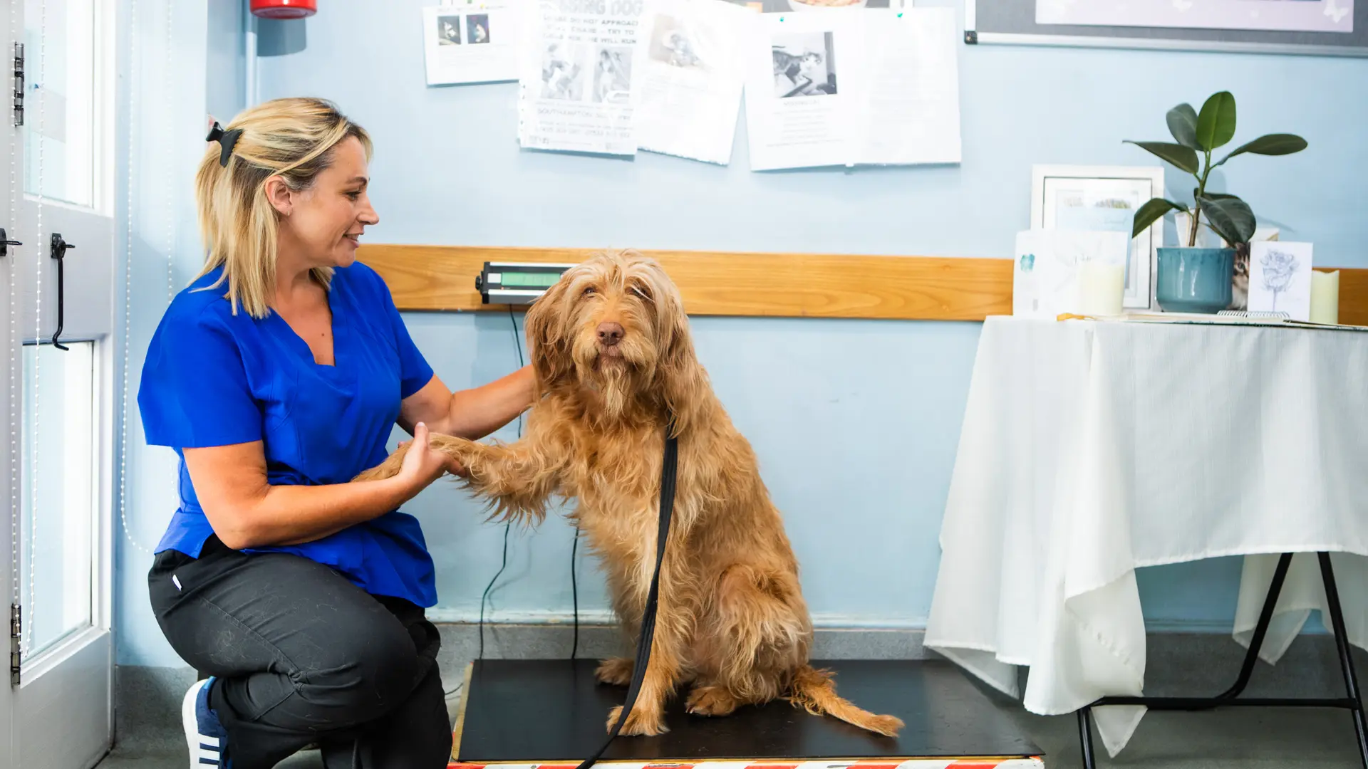 nurse shaking dogs paw