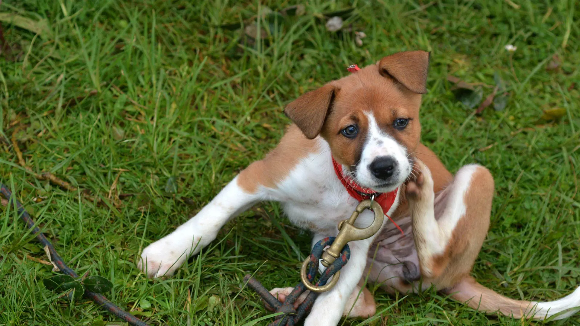 dog scratching 