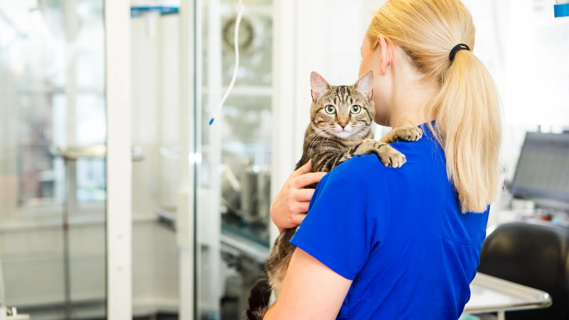 tabby cat in recovery room