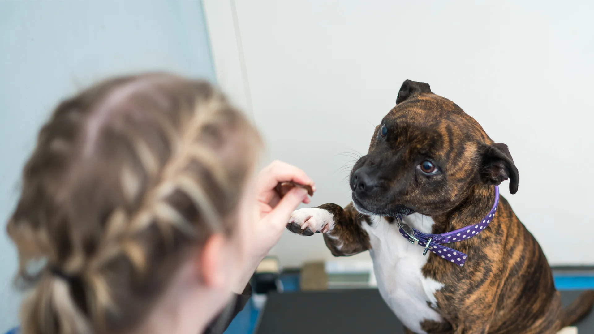 brown dog holding out paw to shake hands