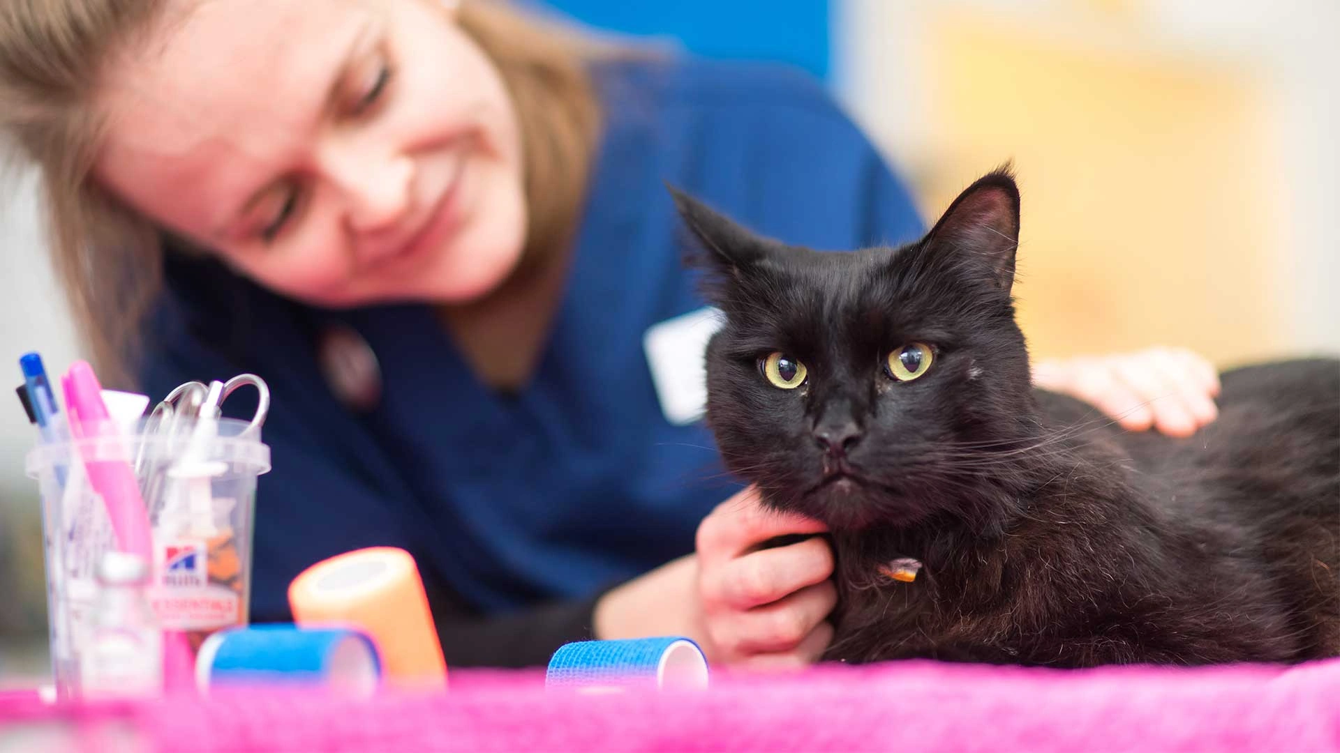 black cat sat on a pink blanket