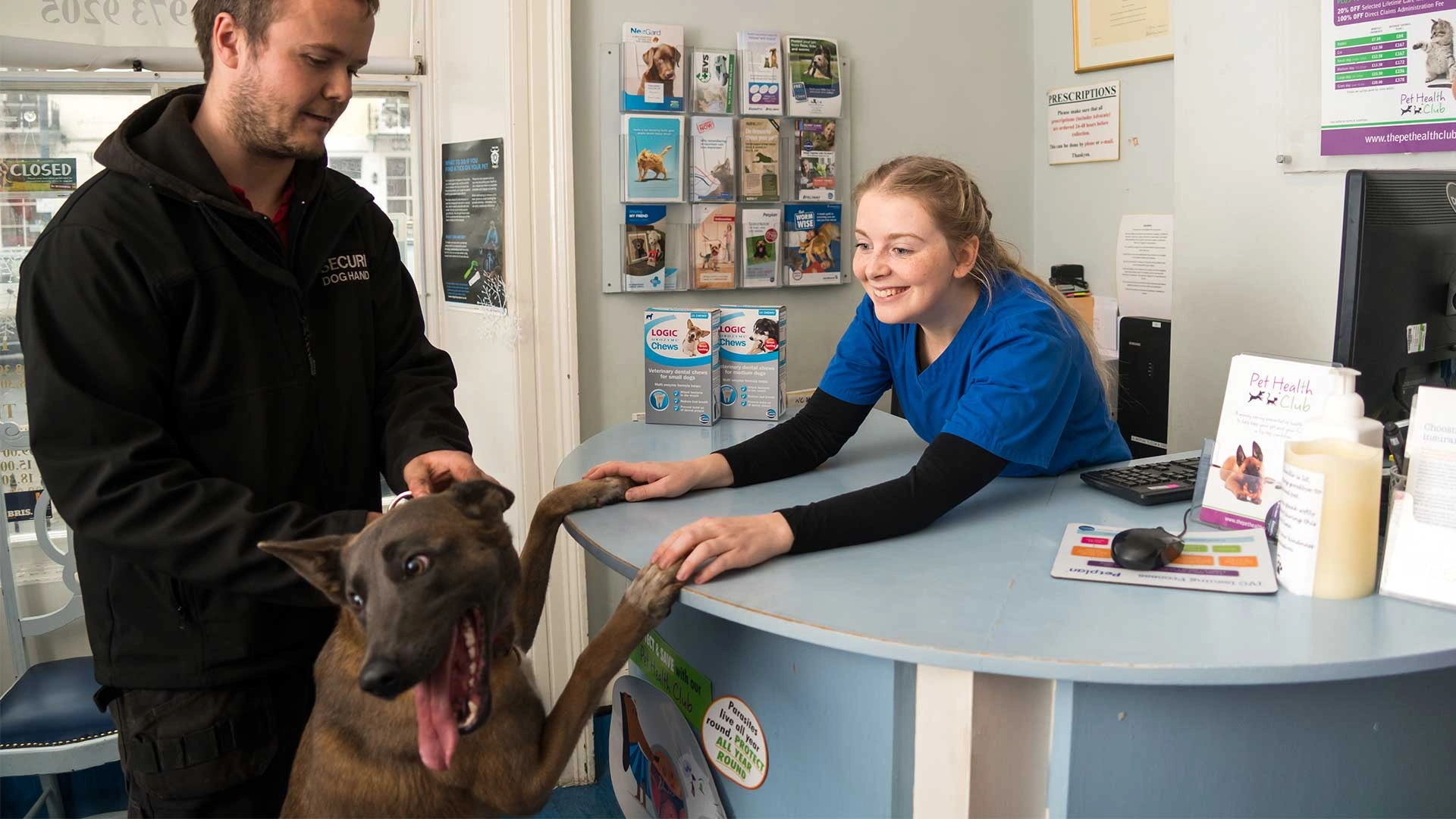 large brown dog being met by reception