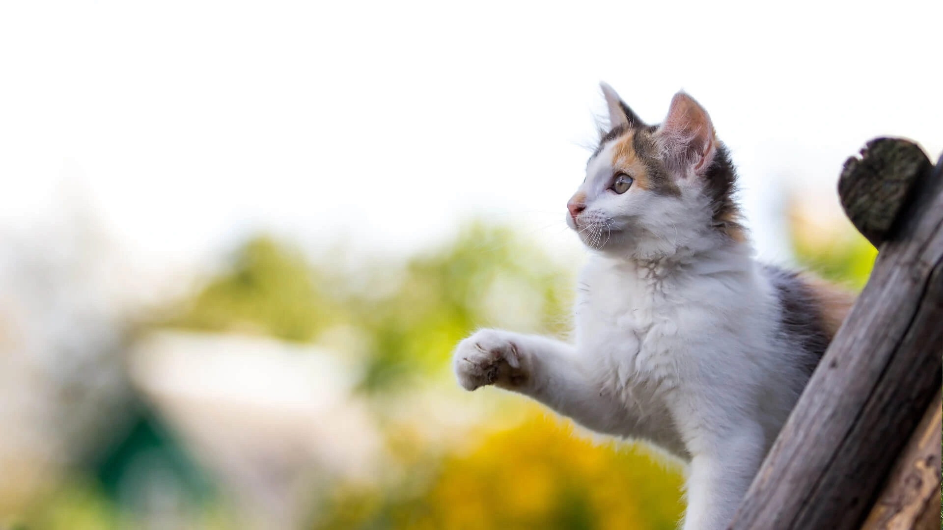 kitten reaching out with paw