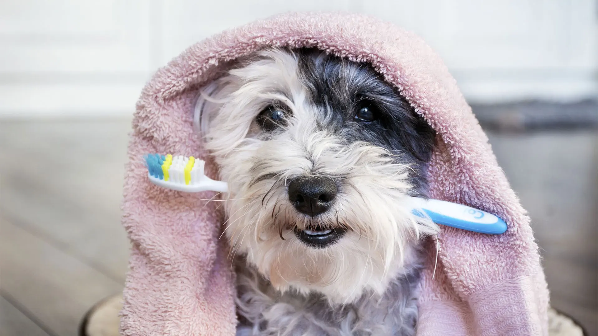 terrier dog with toothbrush in it's mouth