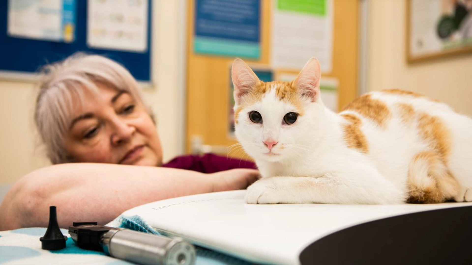 ginger and white cat sat on a heatmap during a consultaion