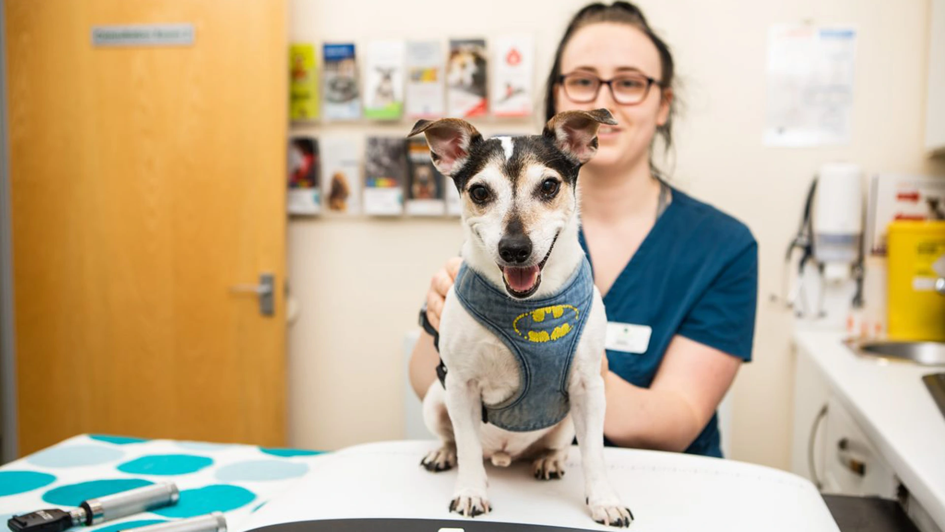 jack russell on a consultation table