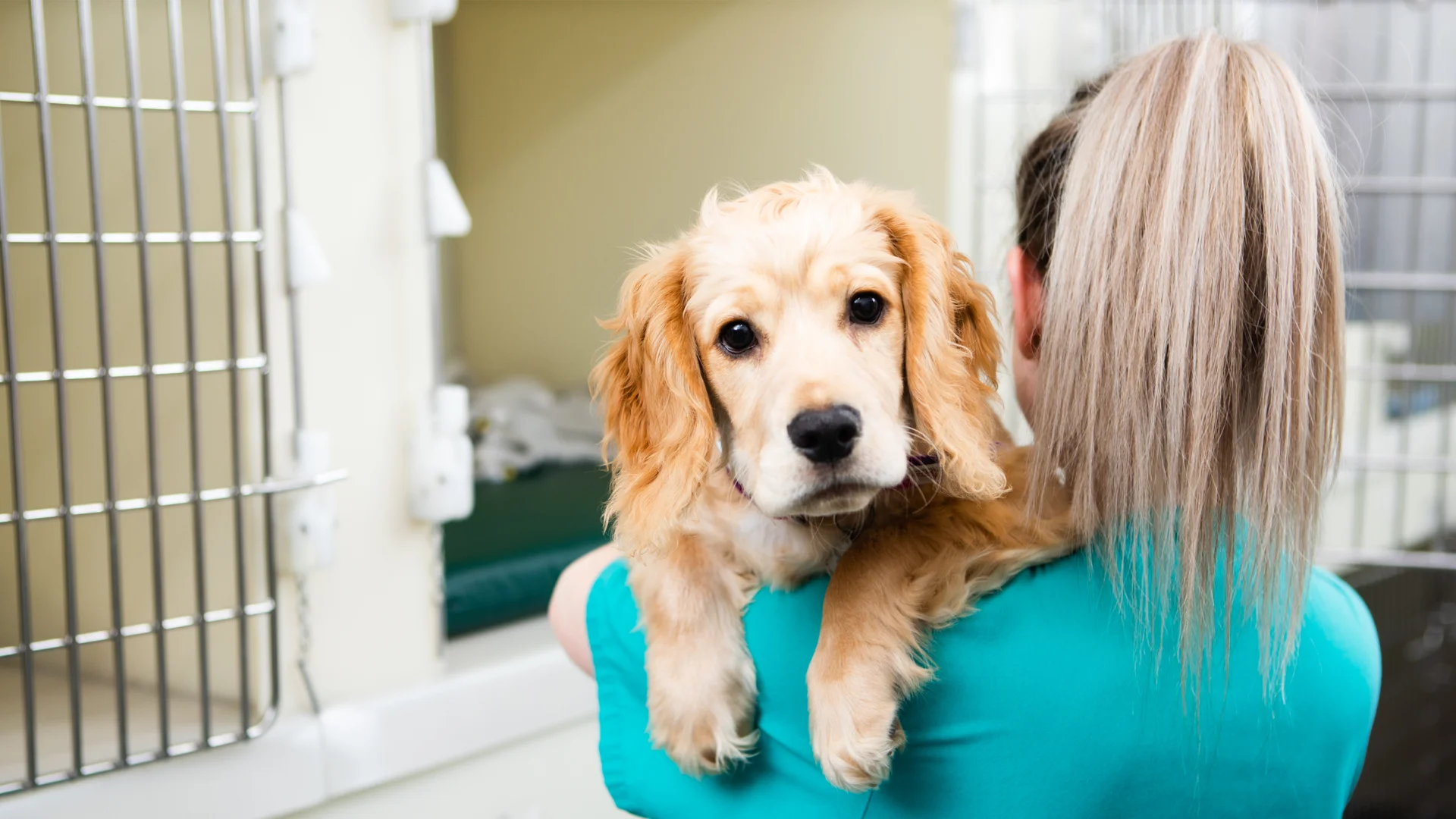 cocker spaniel being cuddled in recovery area