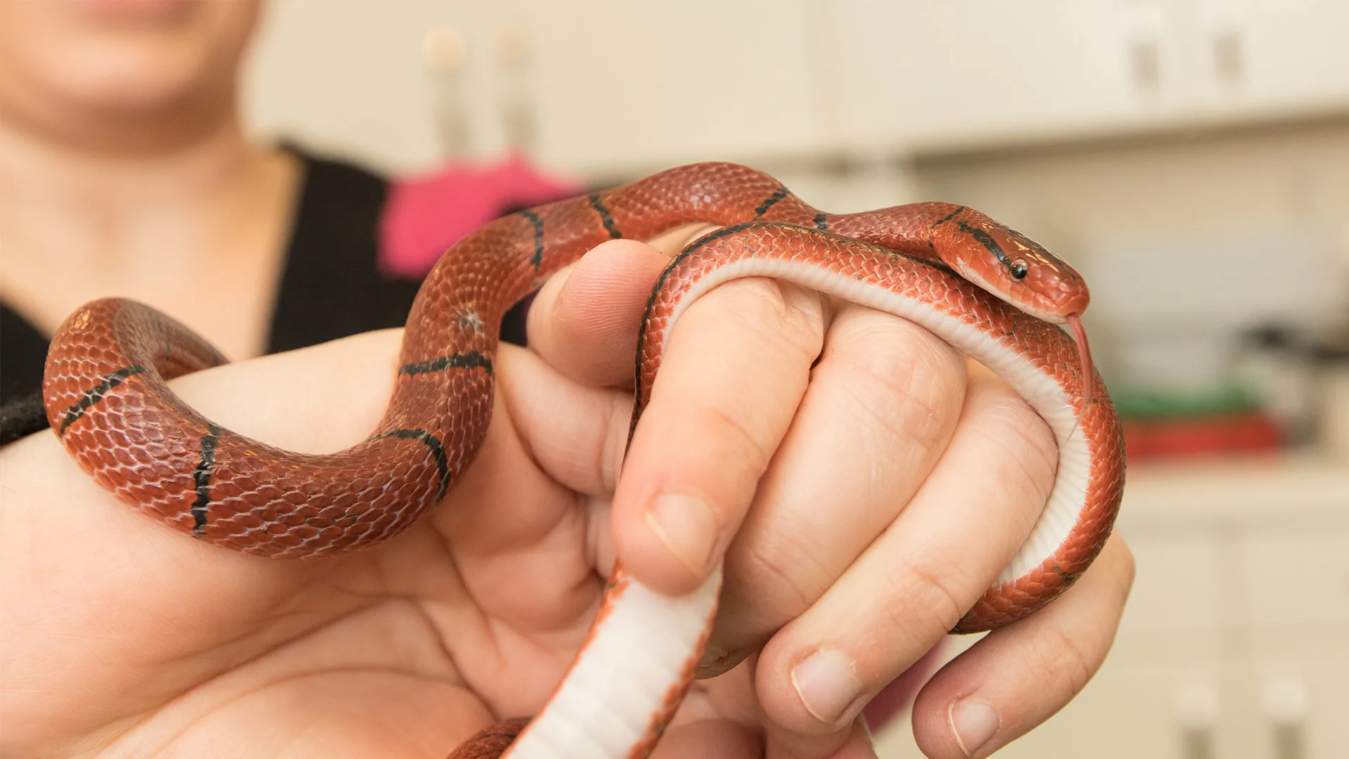 red and black snake