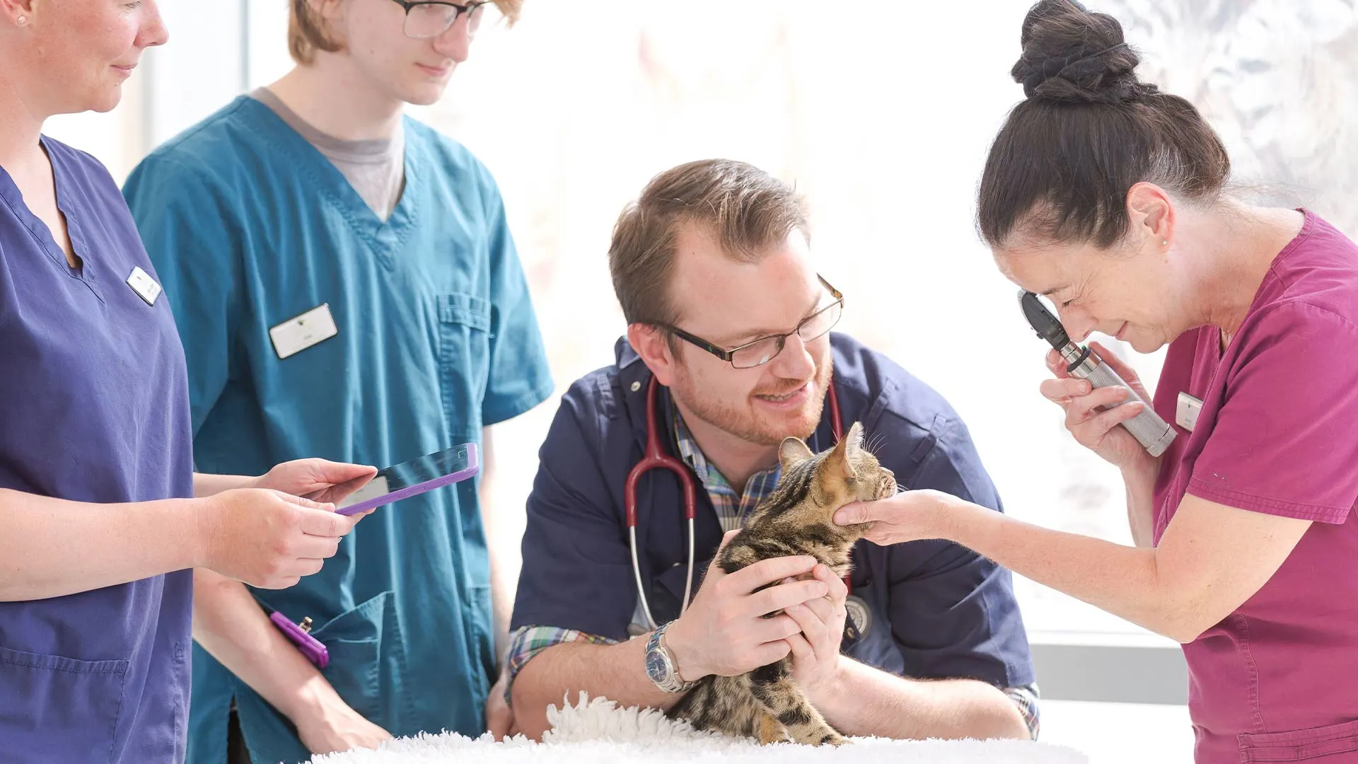 tabby cat being examined with the help of students