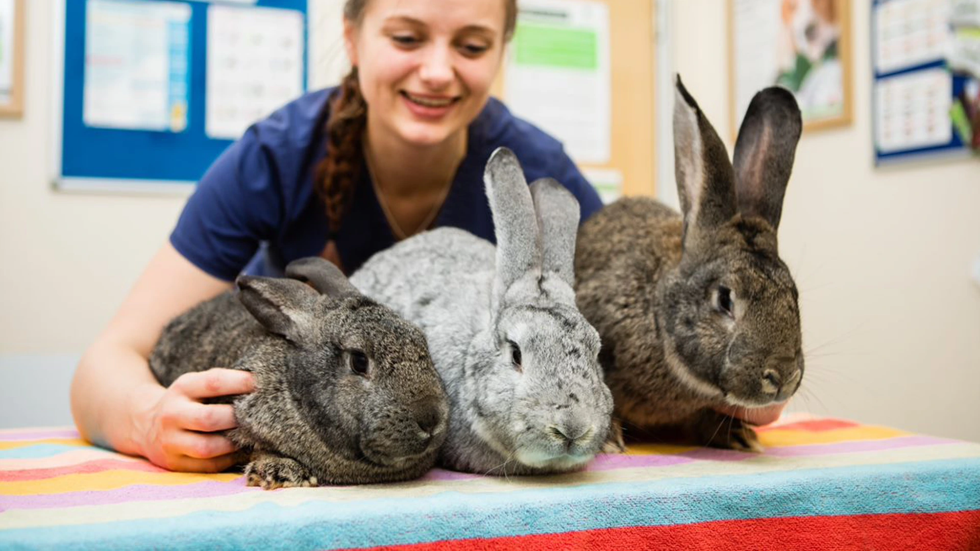 three rabbits sat on a colourful mat