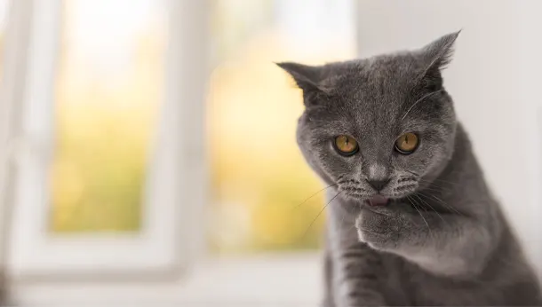 cat licking paw