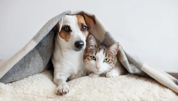 dog and cat under a blanket