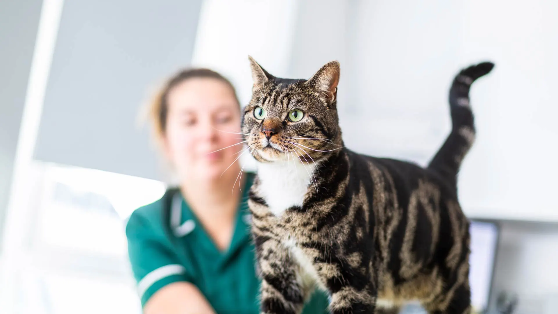 cat at nurse consultation