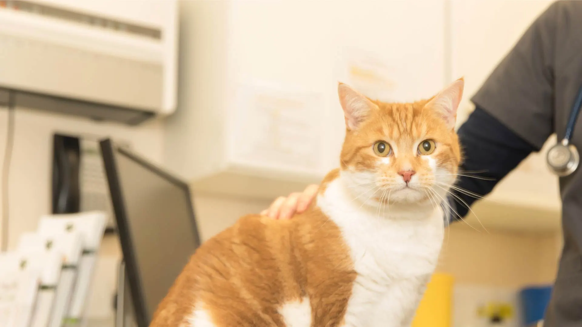 ginger cat looking at camera