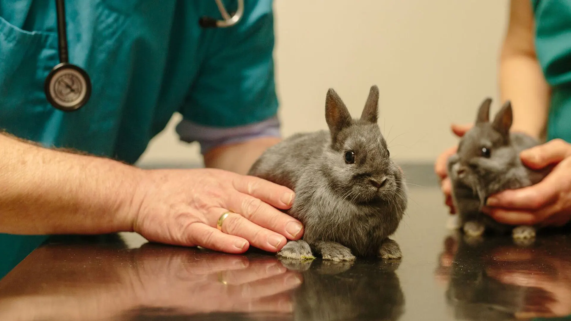 Rabbits in consult
