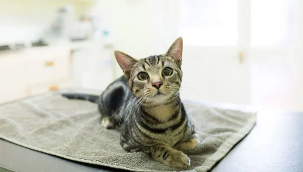 tabby cat on exam table