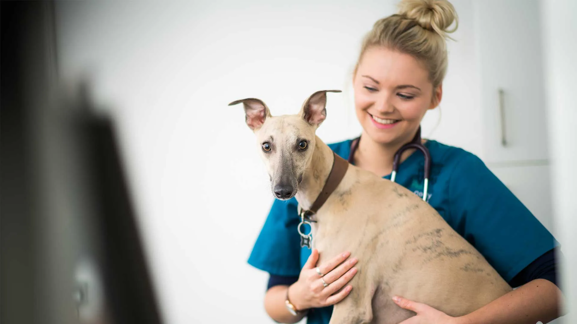 a whippet being cared for by one of our vets