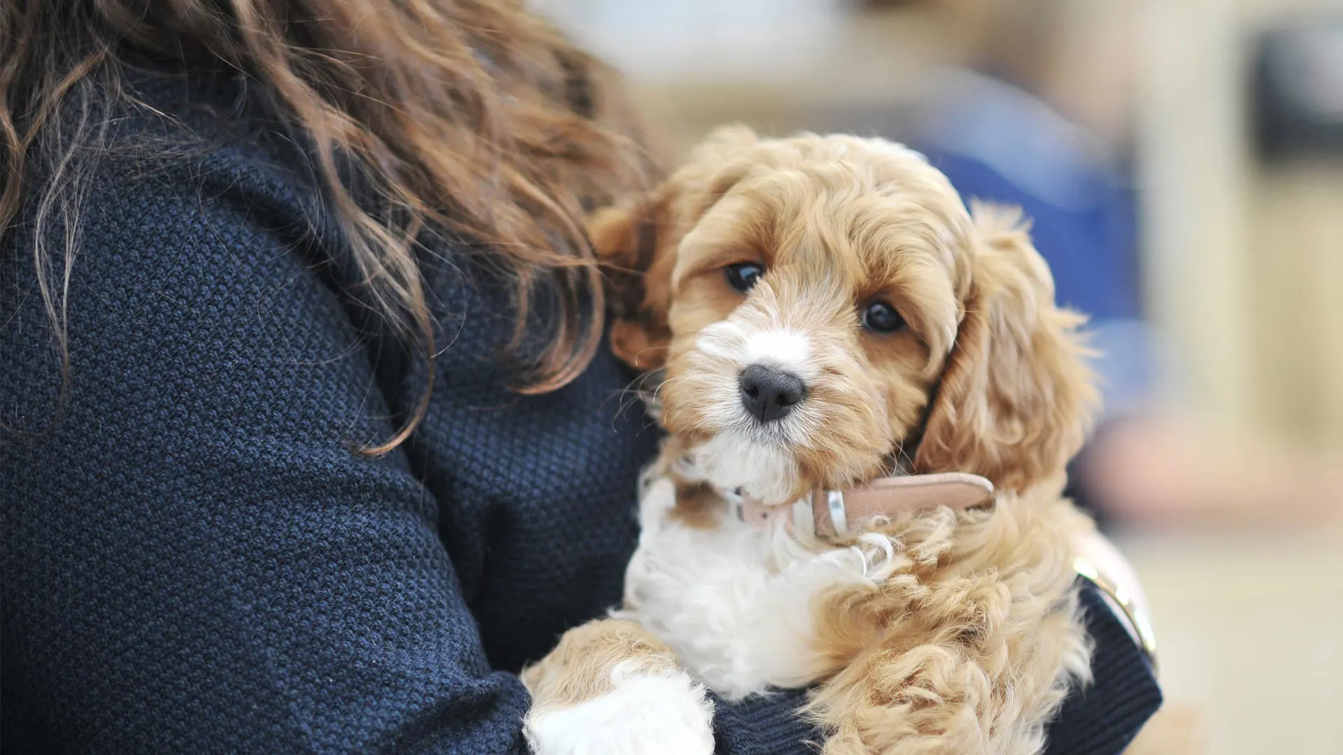 cockerpoo puppy