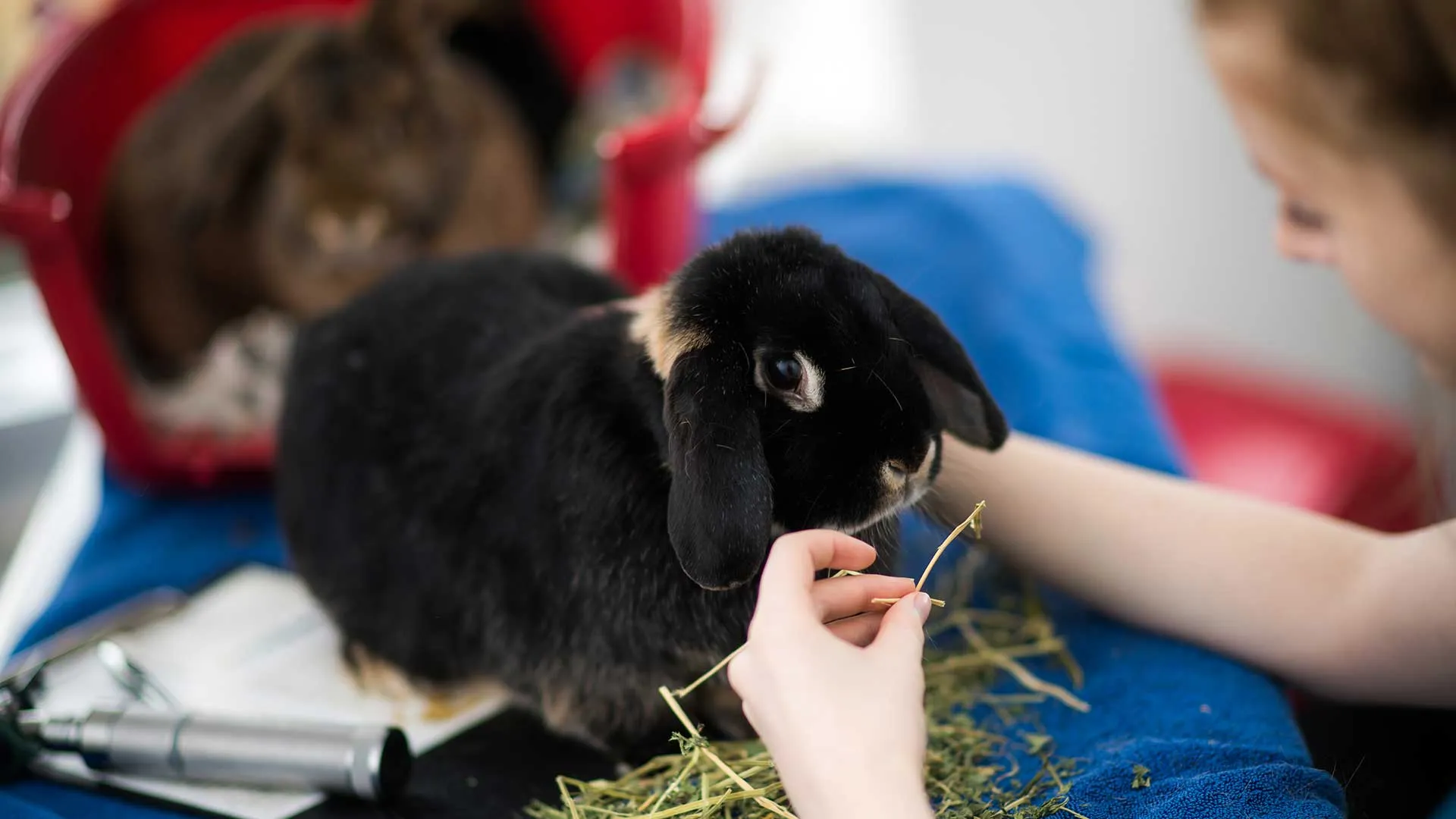 rabbit having consultation