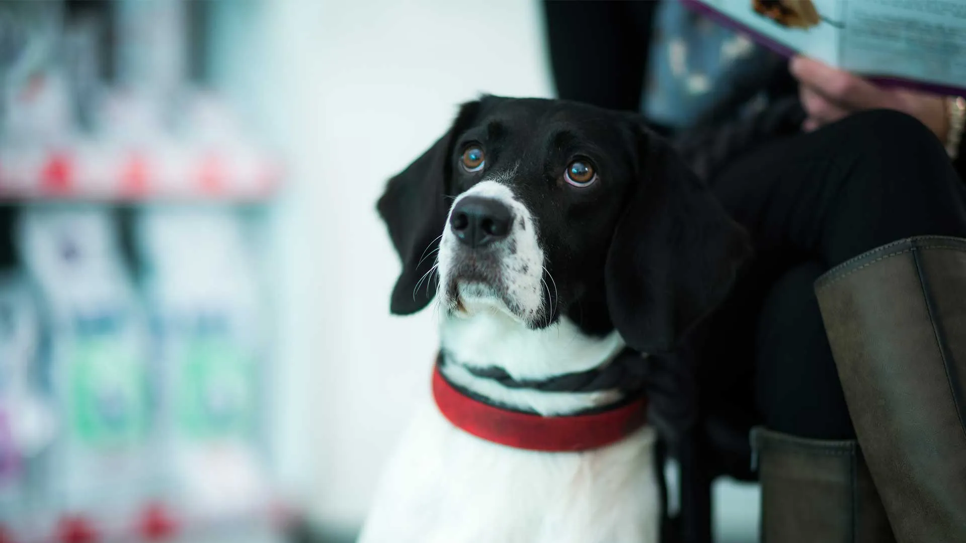 Labrador being examined 