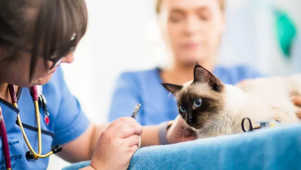 cat at vet receiving eye check 