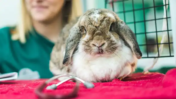 Rabbit in vet clinic