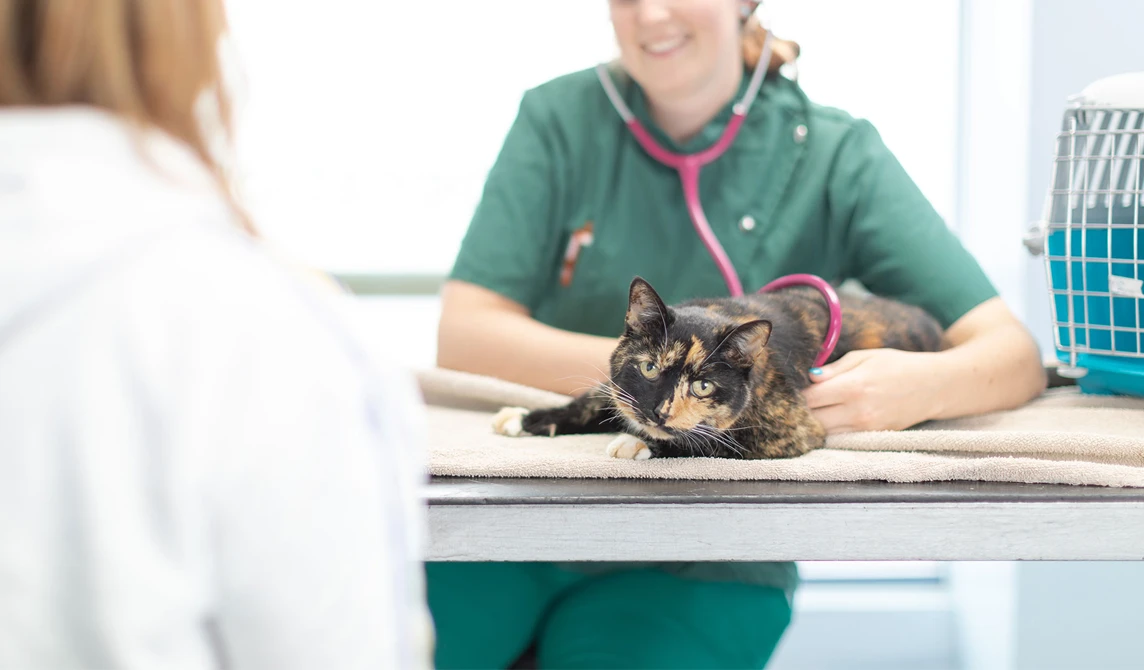 black and ginger cat lying down at the vets