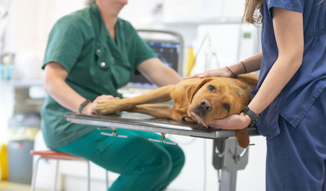 golden dog having scan at the vets