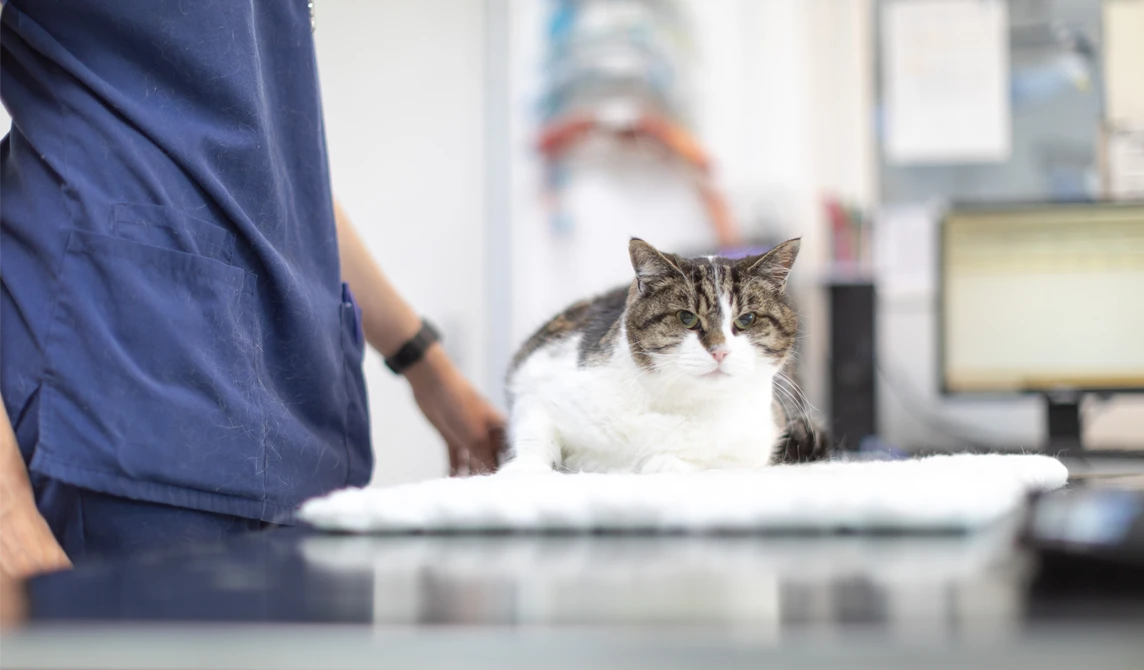 grey and white cat lying on vets table